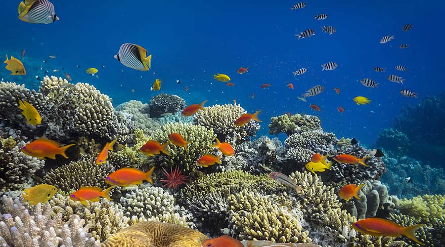 scuba diving